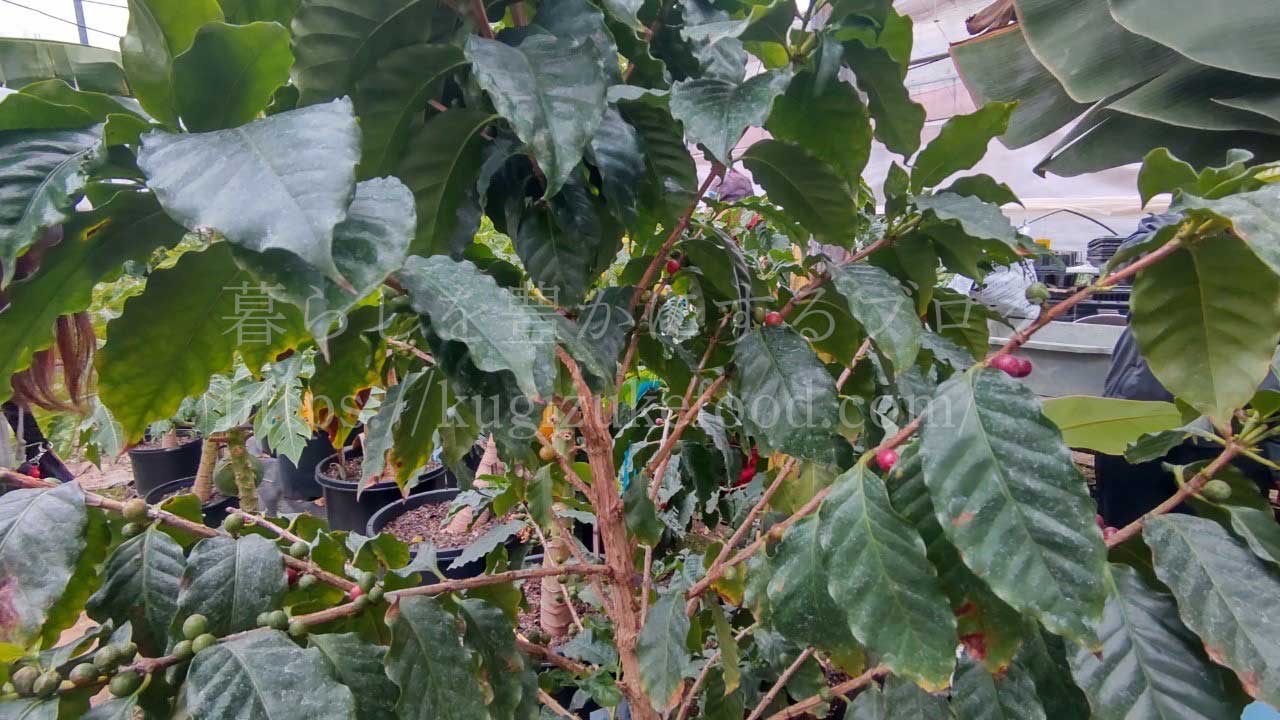 コーヒーの実