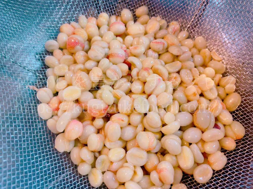コーヒー豆の収穫